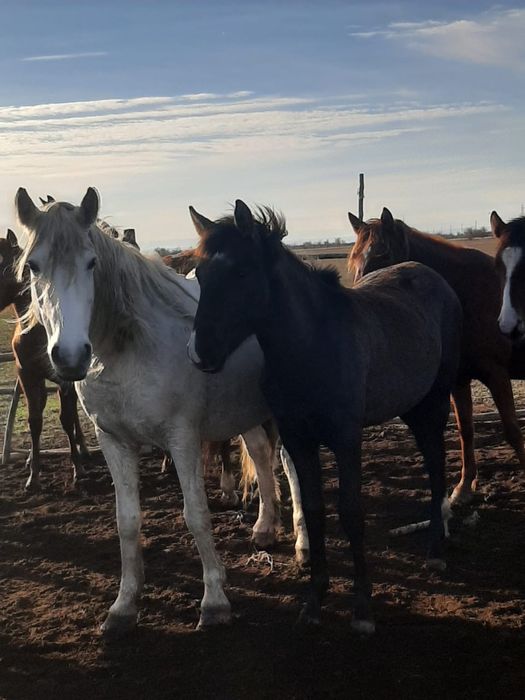 Продам две кабыли два жеребенка,и одну кабылу прошлогоднию