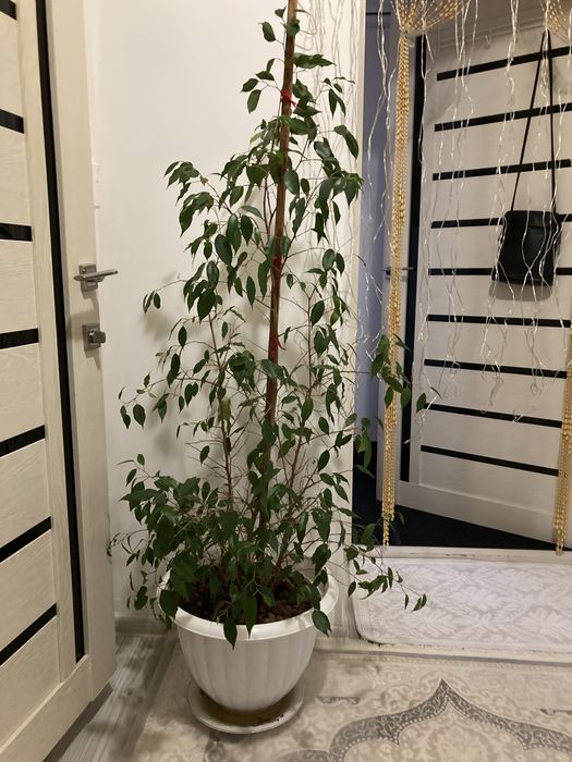 Продам дом. цветы