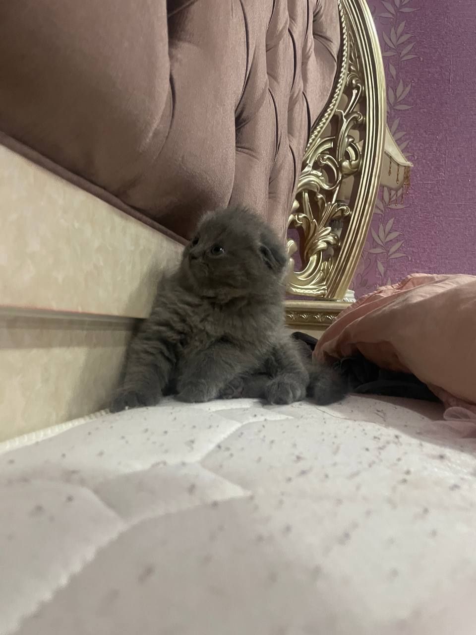 Scottish fold sotiladi