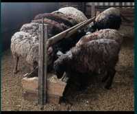 Продам баранов, овец в городе Костанай!!!