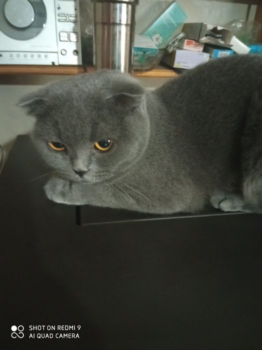 Британска късокосместа