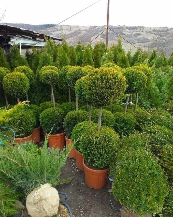 Plante decorative pentru gradina dvs