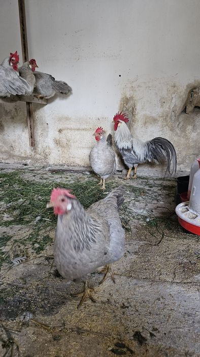 Gaini italiene perlat și potarnichiu
