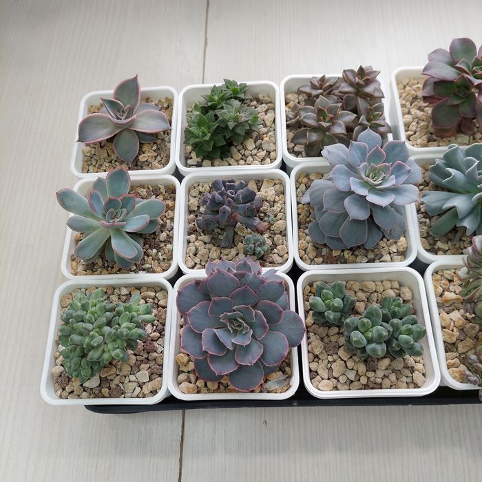 Цветы суккуленты