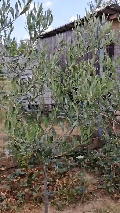 Măslini de vânzare