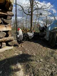 Vând găini și ouă de incubatie din rasa Wiandotte Argintiu