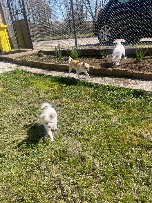 Продавам Чихуахуа