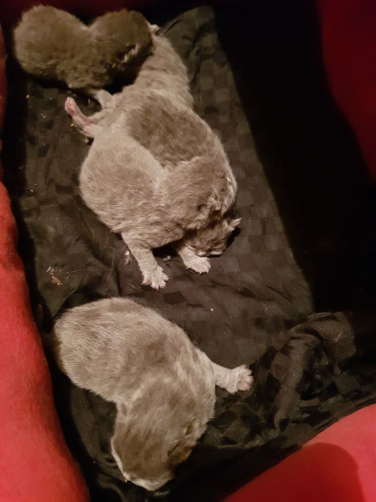 Молодой шикарный кот, с изумрудными глазами. Приглашает кошечек