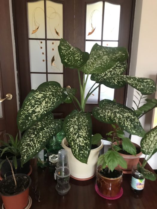 Диффенбахия. Вечнозеленое растение