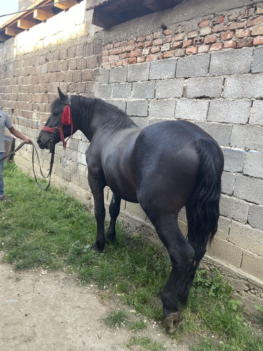 Vand manz de 3 ani