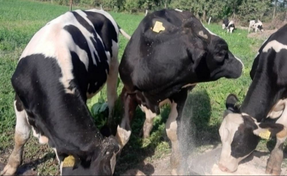 Viței// taurași/ viței