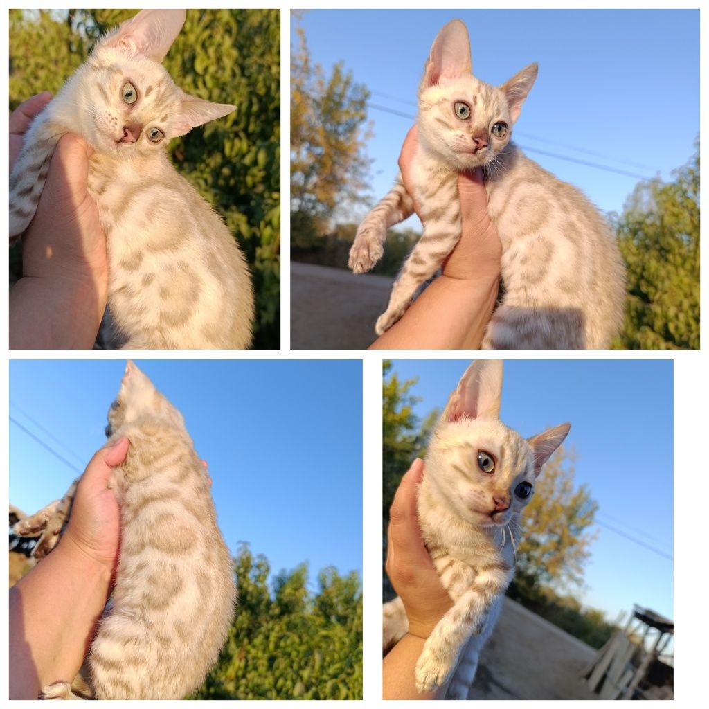 Бенгальские котята