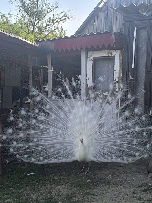 Vănd sau schimb păun Alb