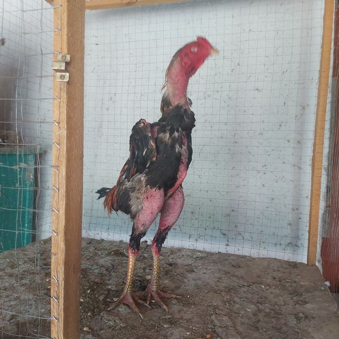 Шамо хинт 1.5 год шпорист