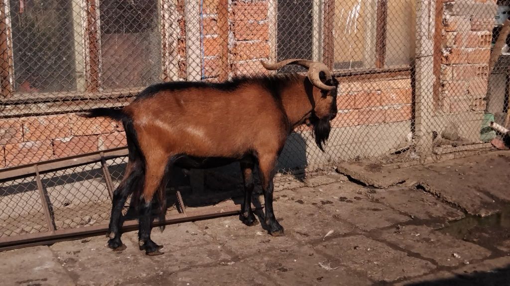 Продавам пръч Френски Алпин