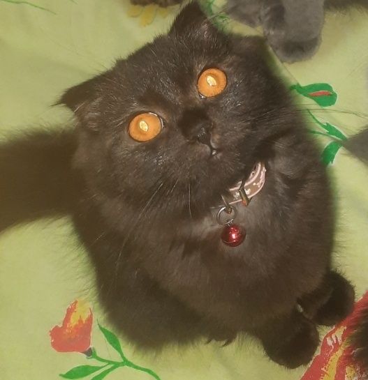 Скотиш fold  Mushuk sotiladi