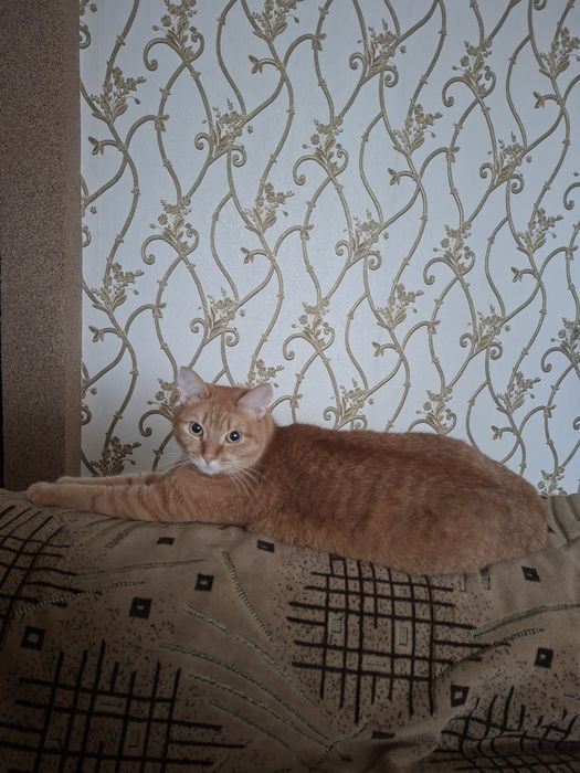 Кошка в добрые руки