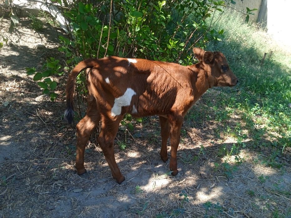 Manzil Buxoro viloyati Jondor tumani (Gagarin)