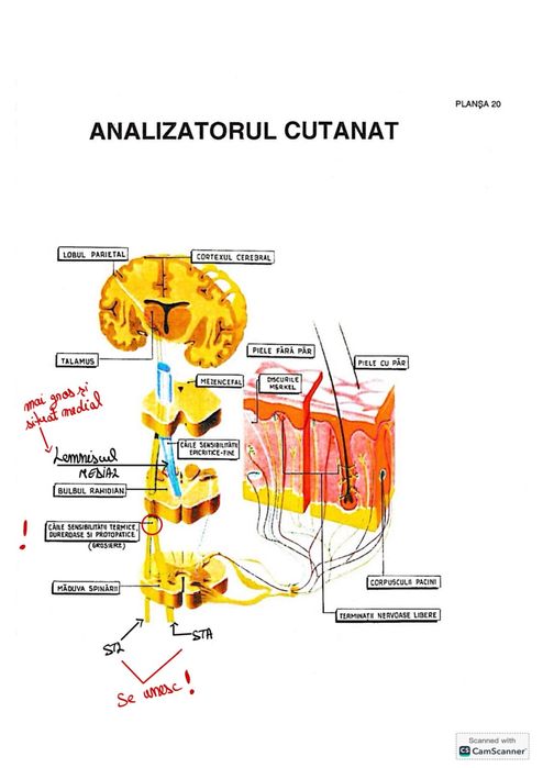 Meditații Biologie(corint) pentru admiterea la medicină