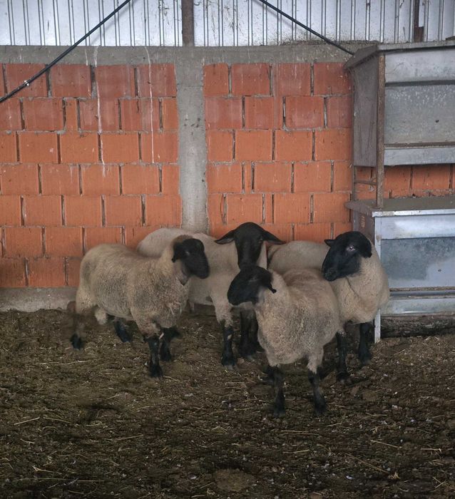 Berbeci suful de 2 ani douo bucăți