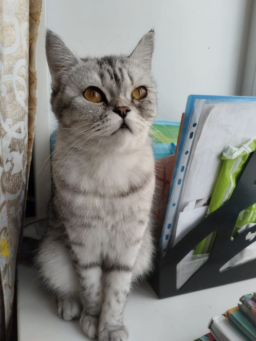 Отдам породистую кошку