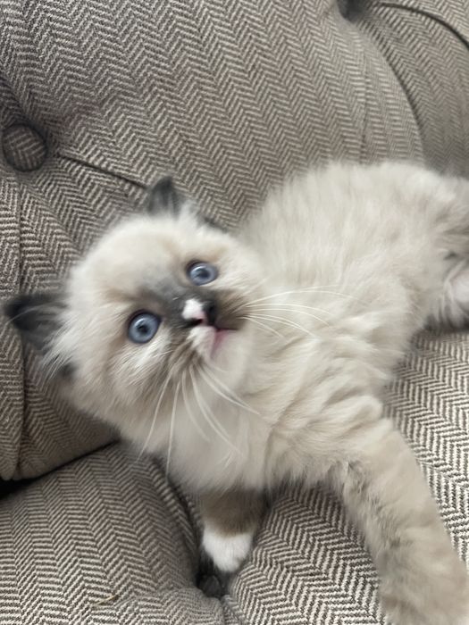 Pisica birmaneza 7 saptamani