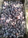 Vând prune Bistrițene și Stanley – pentru consum, gem și țuică