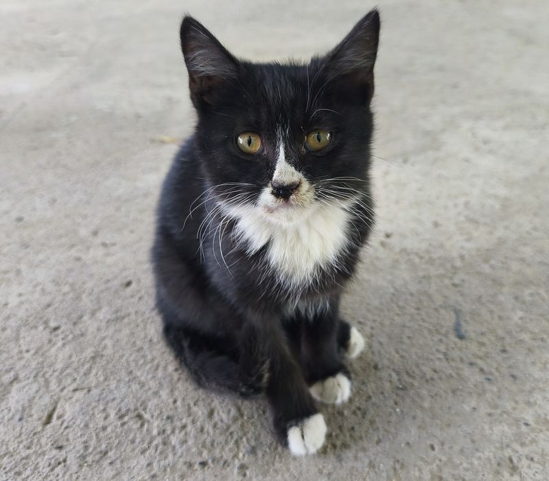Котята  Мысықтар   Арыс.