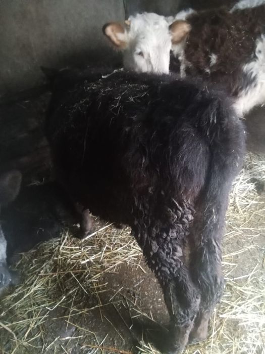 Vand taur angus frumos