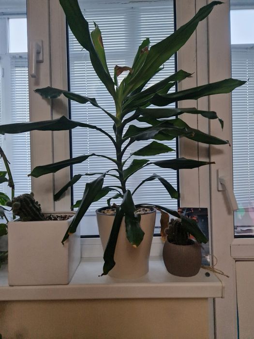 Продам комнатный цветок