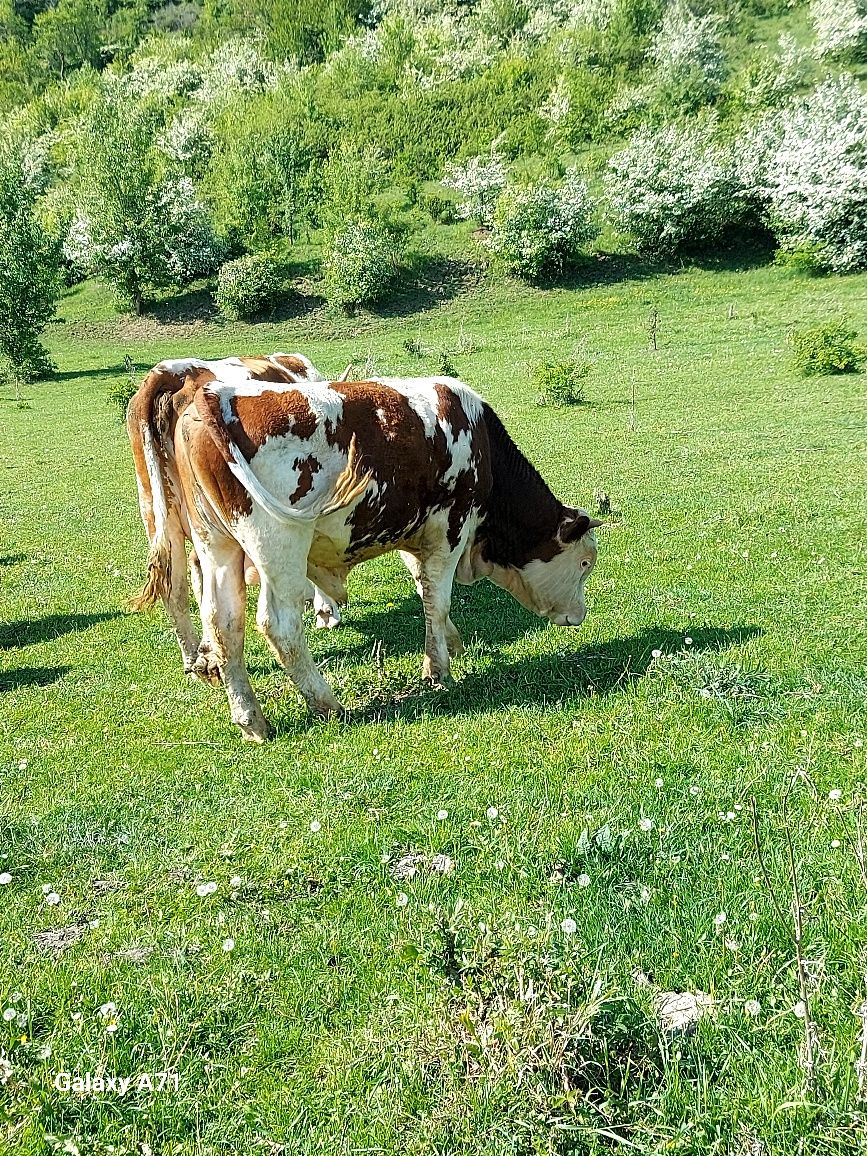 " Vând taur dr 1an jumate băltat românesc mai multe detalii la nr de t