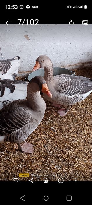 Гуси домашние, серые