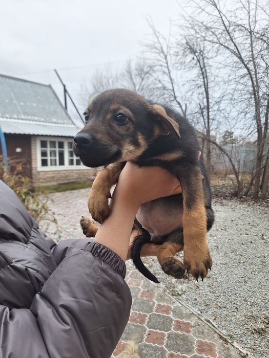 Отдаётся стерилизованная шикарная девочка