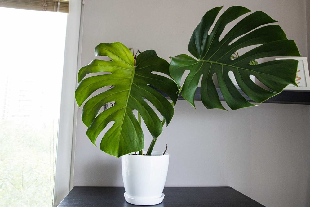 Monstera deliciosa – внушително и масивно растение с големи листа