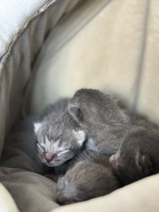 Продаются шотландские котята!