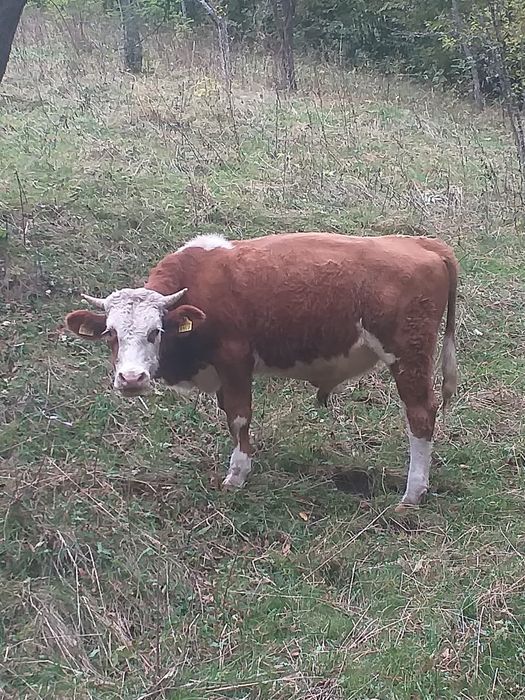 Vând tăuraș de 2 ani