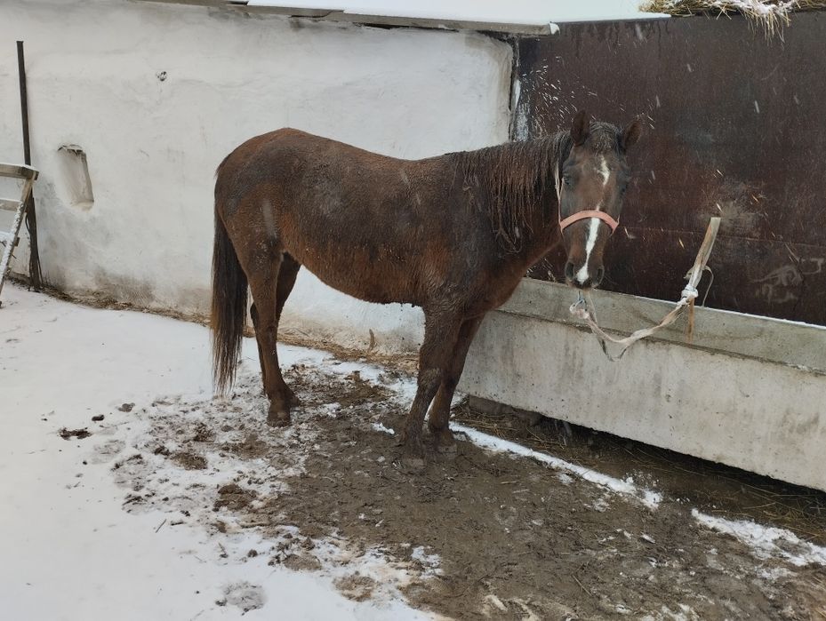 Продам кабылу на откорме