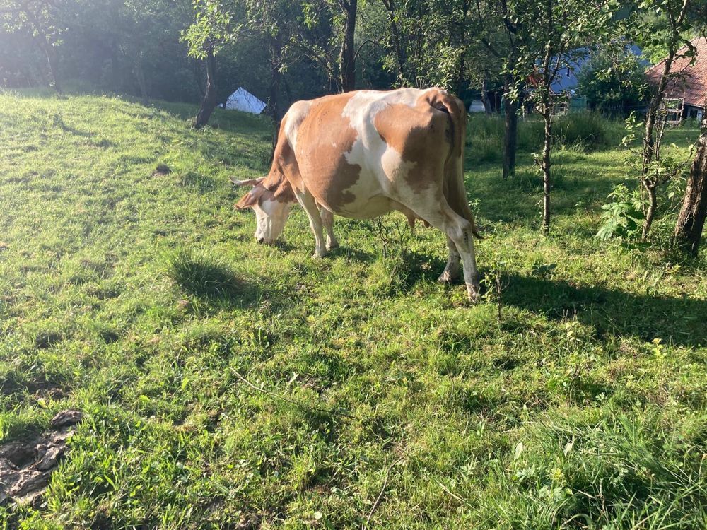 Vand vaca baltata romaneasca 6500 Ron negociabil