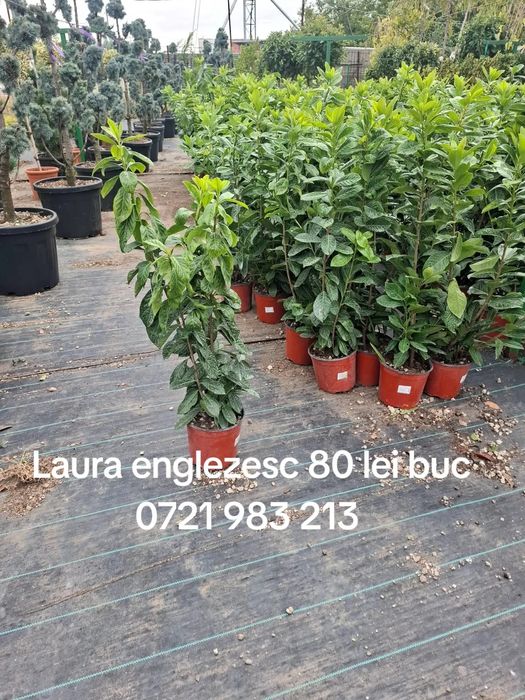 Vând copaci ornamentali tei mesteacăn platani brazi etc