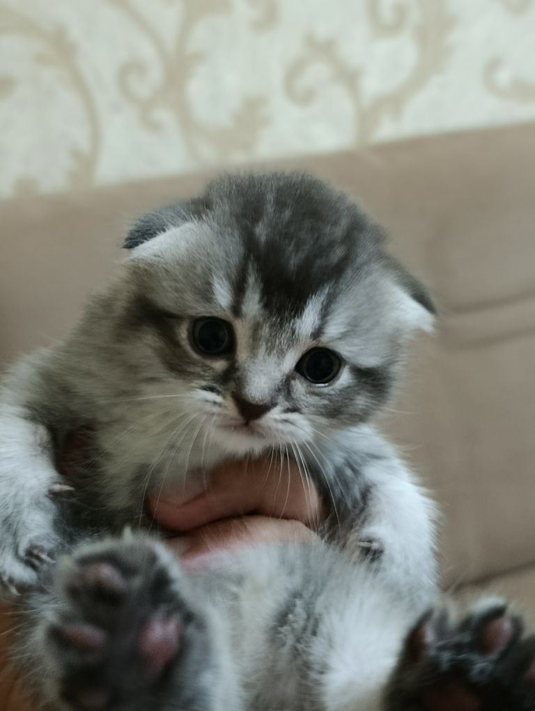 Котята скотиш фолд