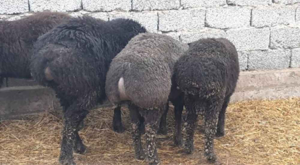 Семіз қой тоқтылар бағылған