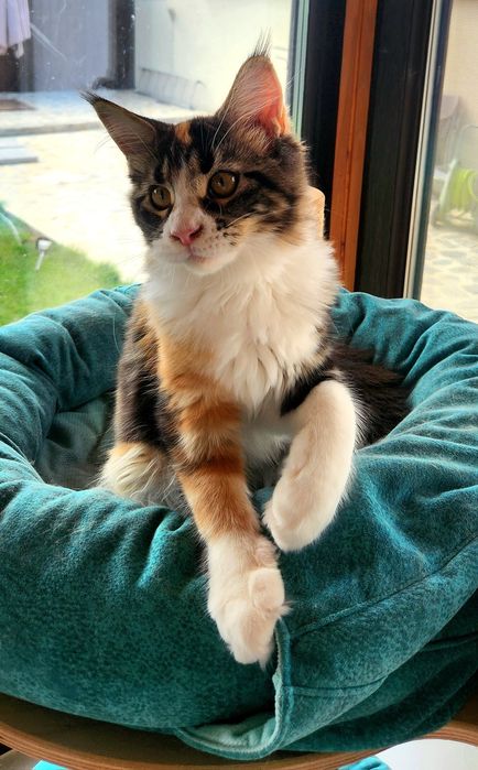Pisică Maine Coon- superba Freea