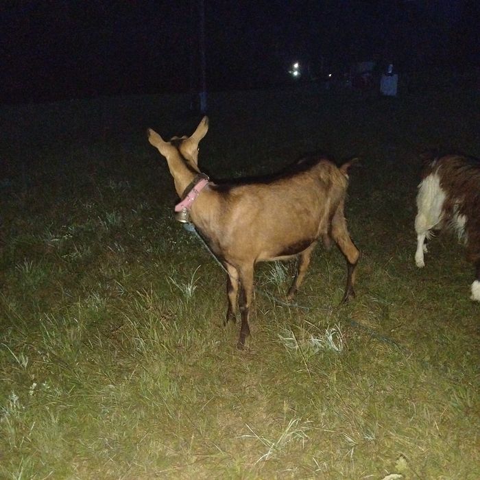 Vând capră alpină franceză