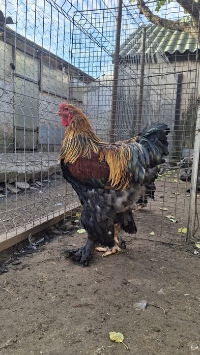 Vând cocoș brahma potărnichiu pe negru