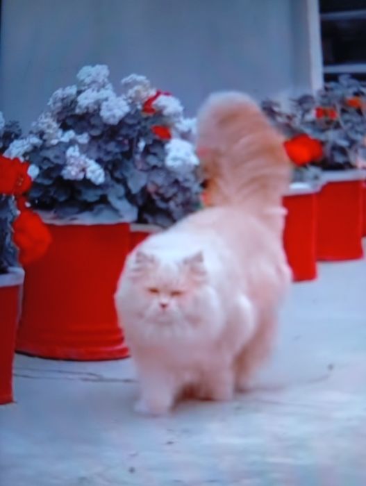 Vind motănel persan