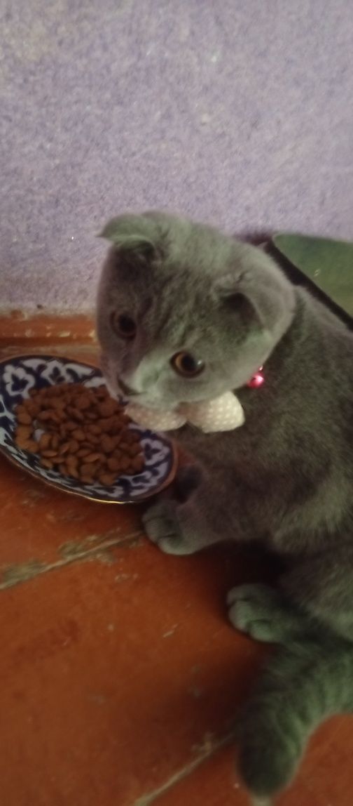 British Shorthair
