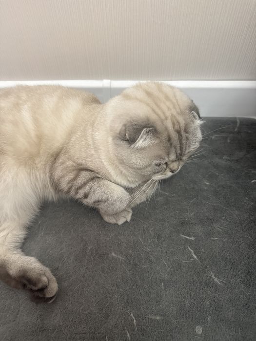 Вязка животных кошек