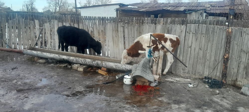 Бұзаулар сатылады бір еркек бір ұрғашы саудасы бар