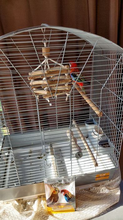 Vând papagal Rozela + cușcă