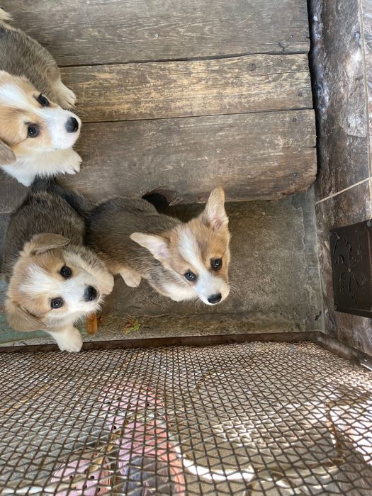 Щенки Корги готовятся к продаже